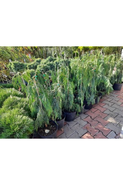 Кипарисовик нутканський Пендула - 7,5л/вис.90-120см/Ø25-40см